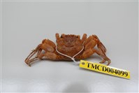 藏品(鱗形斜紋蟹)的圖片